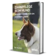 zahnpflege beim hund