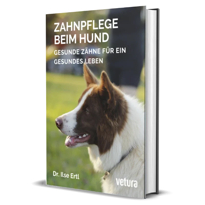 zahnpflege beim hund