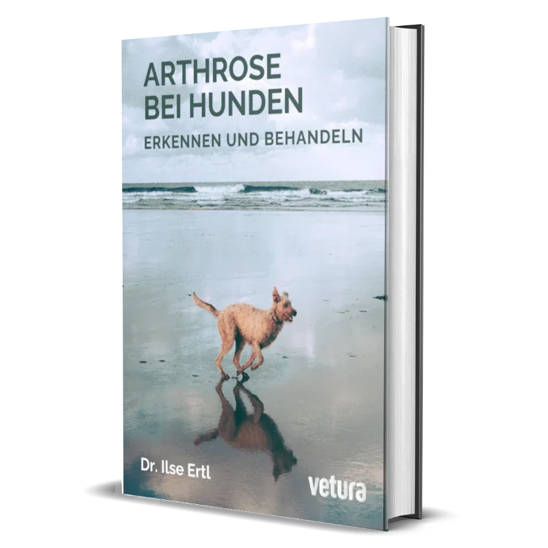 arthrose-bei-hunden