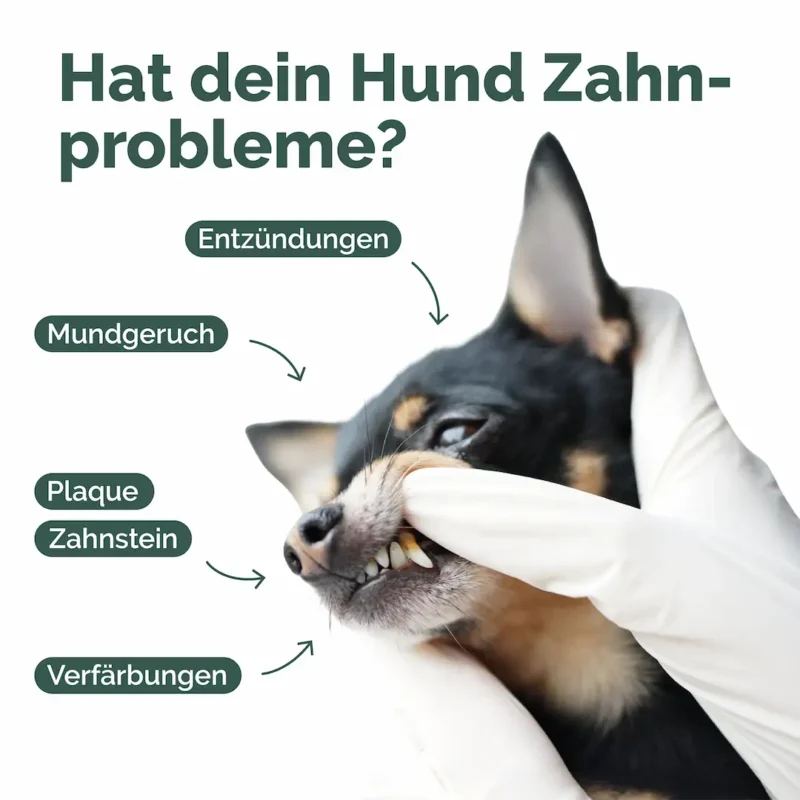 Hunde-Zahn-Listing_Zeichenfläche 1 Kopie 3