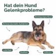 Hunde-gelenk-Listing_Zeichenfläche 1 Kopie 3