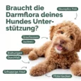 Hunde_Probiotika-Listing blähungen_Zeichenfläche 1 haut