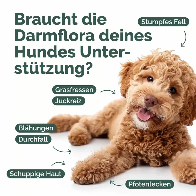 Hunde_Probiotika-Listing blähungen_Zeichenfläche 1 haut Hunde_Probiotika-Listing blähungen_Zeichenfläche 1 haut