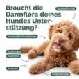 Hunde_Probiotika-Listing blähungen_Zeichenfläche analdrüse