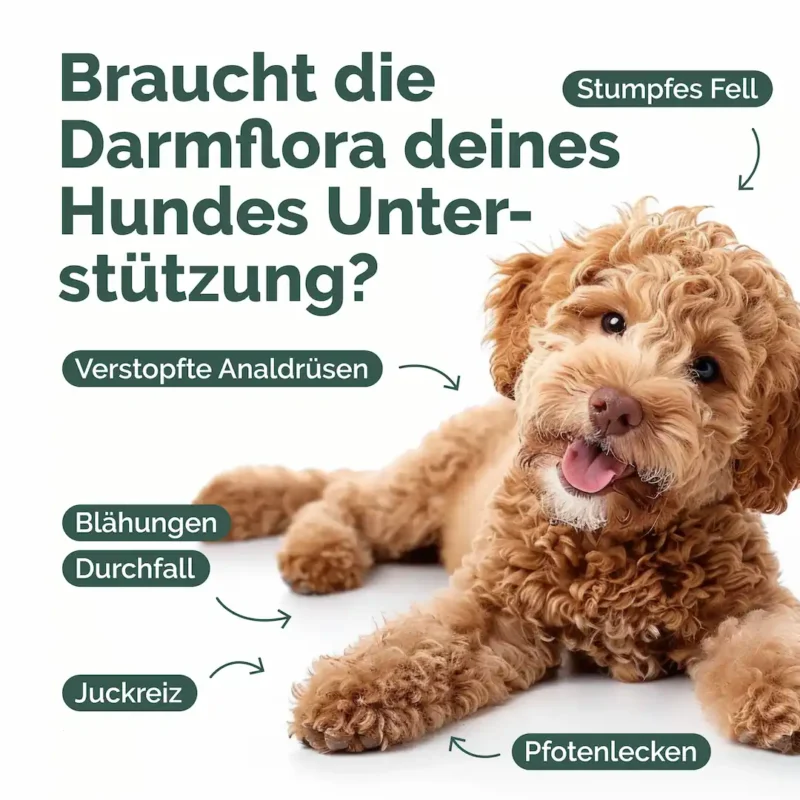 Hunde_Probiotika-Listing blähungen_Zeichenfläche analdrüse