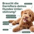 Hunde_Probiotika-Listing blähungen_Zeichenfläche 1 Kopie 3 (1)