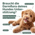 Hunde_Probiotika-colitis Kopie_Zeichenfläche 1 Kopie 3