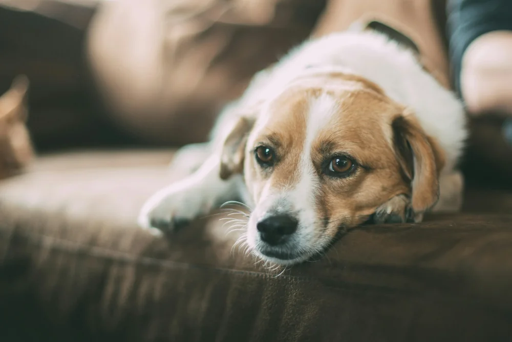 Aufstoßen beim Hund: Ursachen, Lösungen & Tierarzt-Tipps