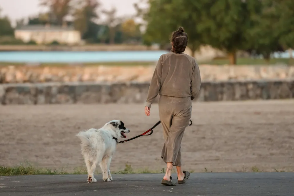 Hund humpelt nach dem Aufstehen