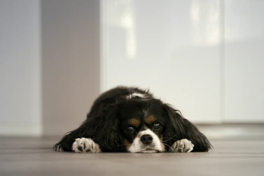 Übersäuerung beim Hund: 5 Hausmittel & Tipps vom Tierarzt