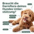 Hunde_Probiotika-darmsanierung_Zeichenfläche 1 Kopie 3