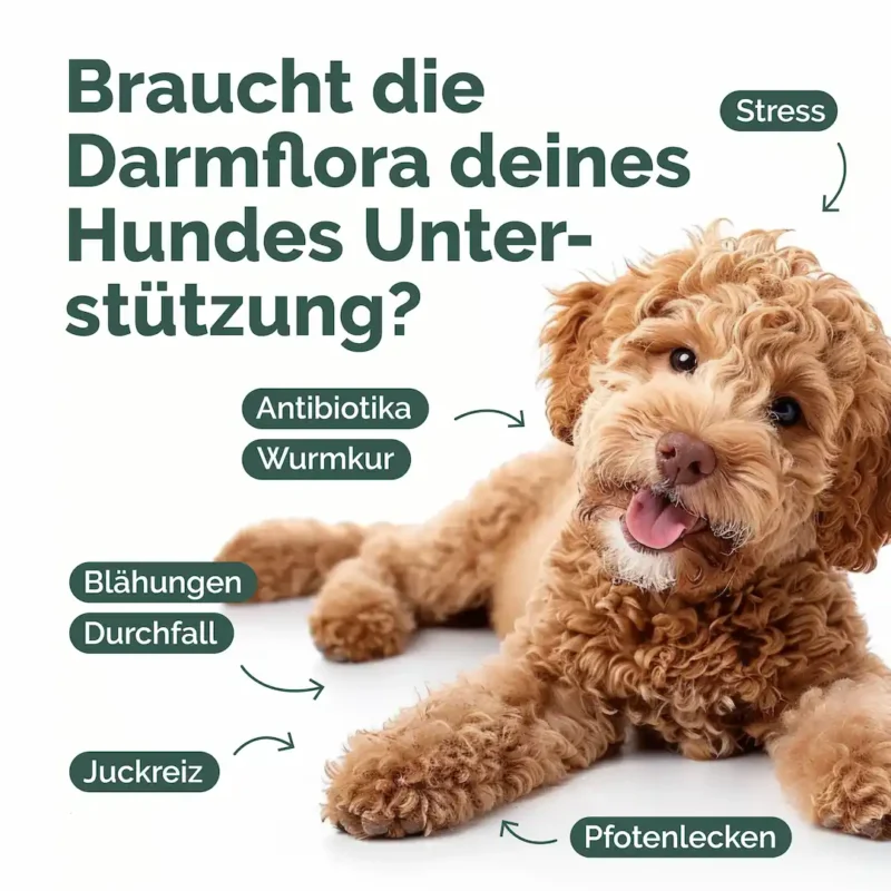 Hunde_Probiotika-darmsanierung_Zeichenfläche 1 Kopie 3
