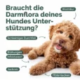 Hunde_Probiotika-kot Kopie_Zeichenfläche 1 Kopie 3