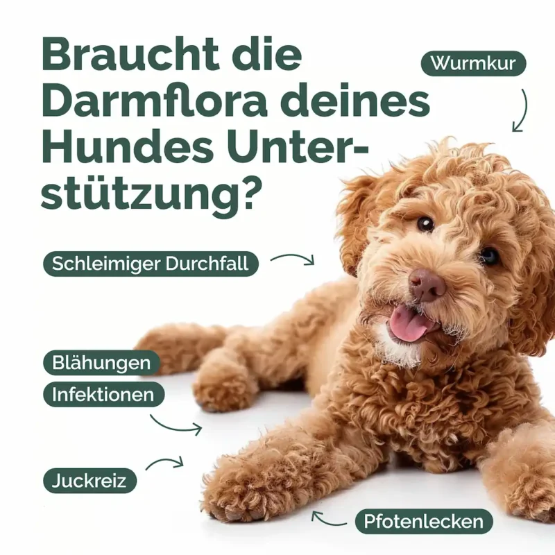 Hunde_Probiotika-kot Kopie_Zeichenfläche 1 Kopie 3
