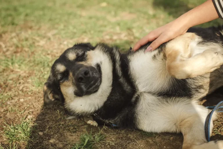 Darmsanierung beim Hund: Anleitung einer Tierärztin