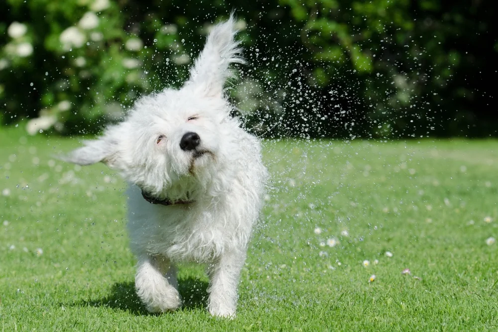 Hund schüttelt ständig den Kopf: Ursachen und Tierarzt-Tipps