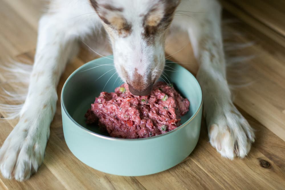 Hund frisst gierig rohes Fleisch aus einem Napf auf einem Holzboden.