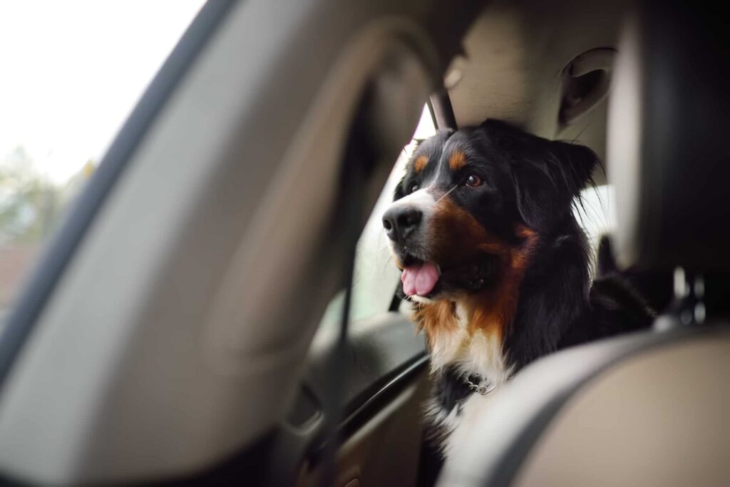 Hund Autofahren Stress