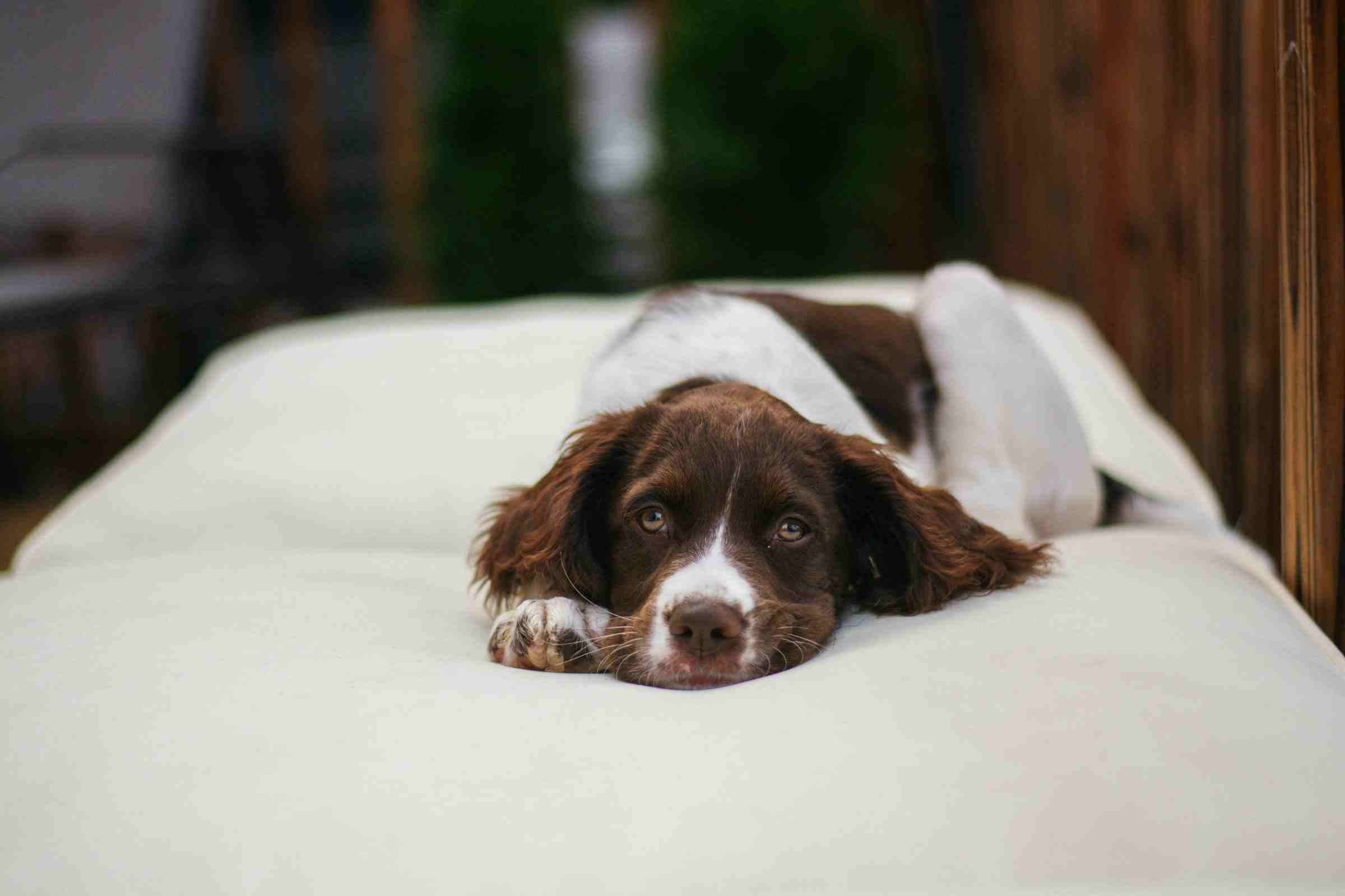 Hund Rückenschmerzen Hausmittel