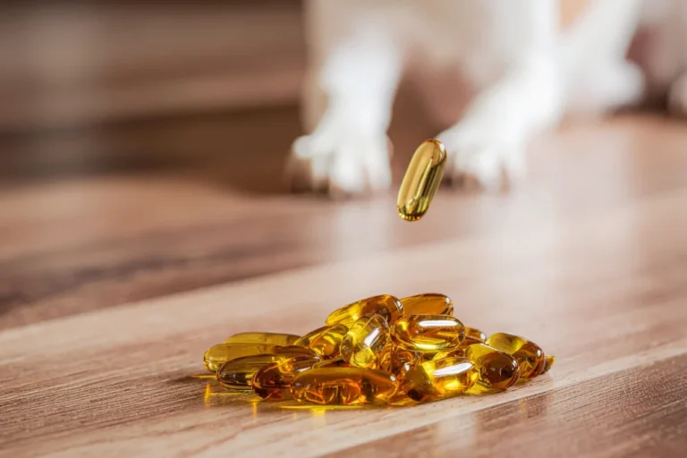 Omega-3-Fettsäuren für Hunde: Tierärztin erklärt die Wirkung