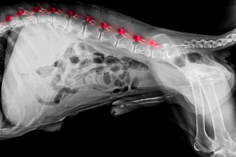 Spondylose beim Hund: Wenn der Rücken steif wird – Diagnose, Hausmittel & Therapie
