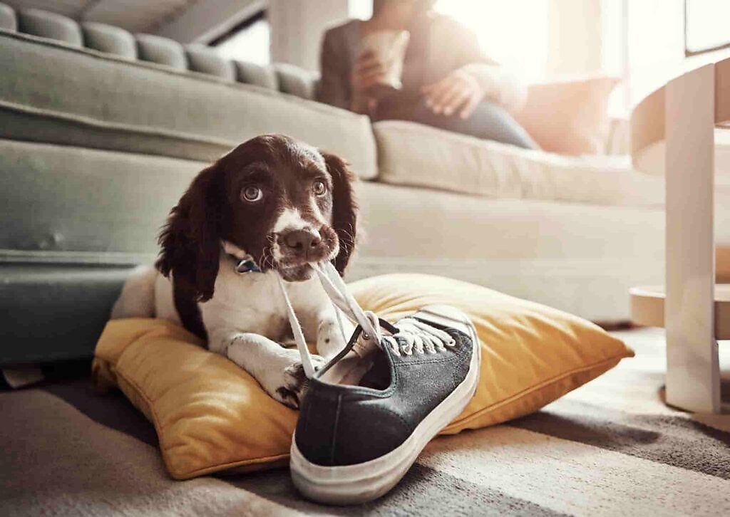 Hund zerstrt alles in der Pubertt: Ursachen und Tipps