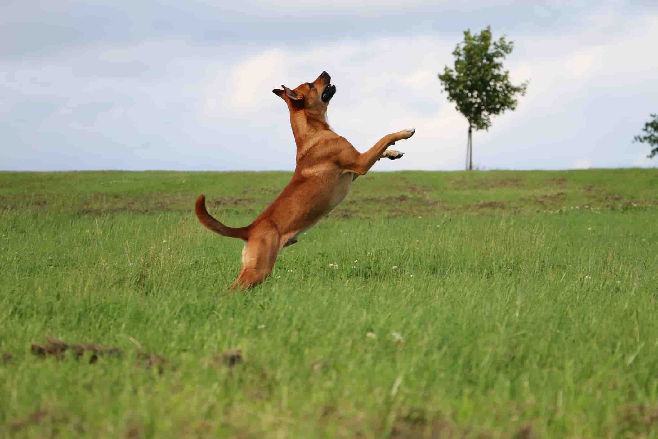 Chondroitin für Hunde