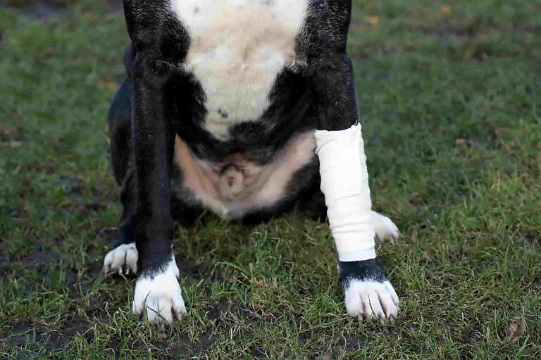 Patellaluxation Hund