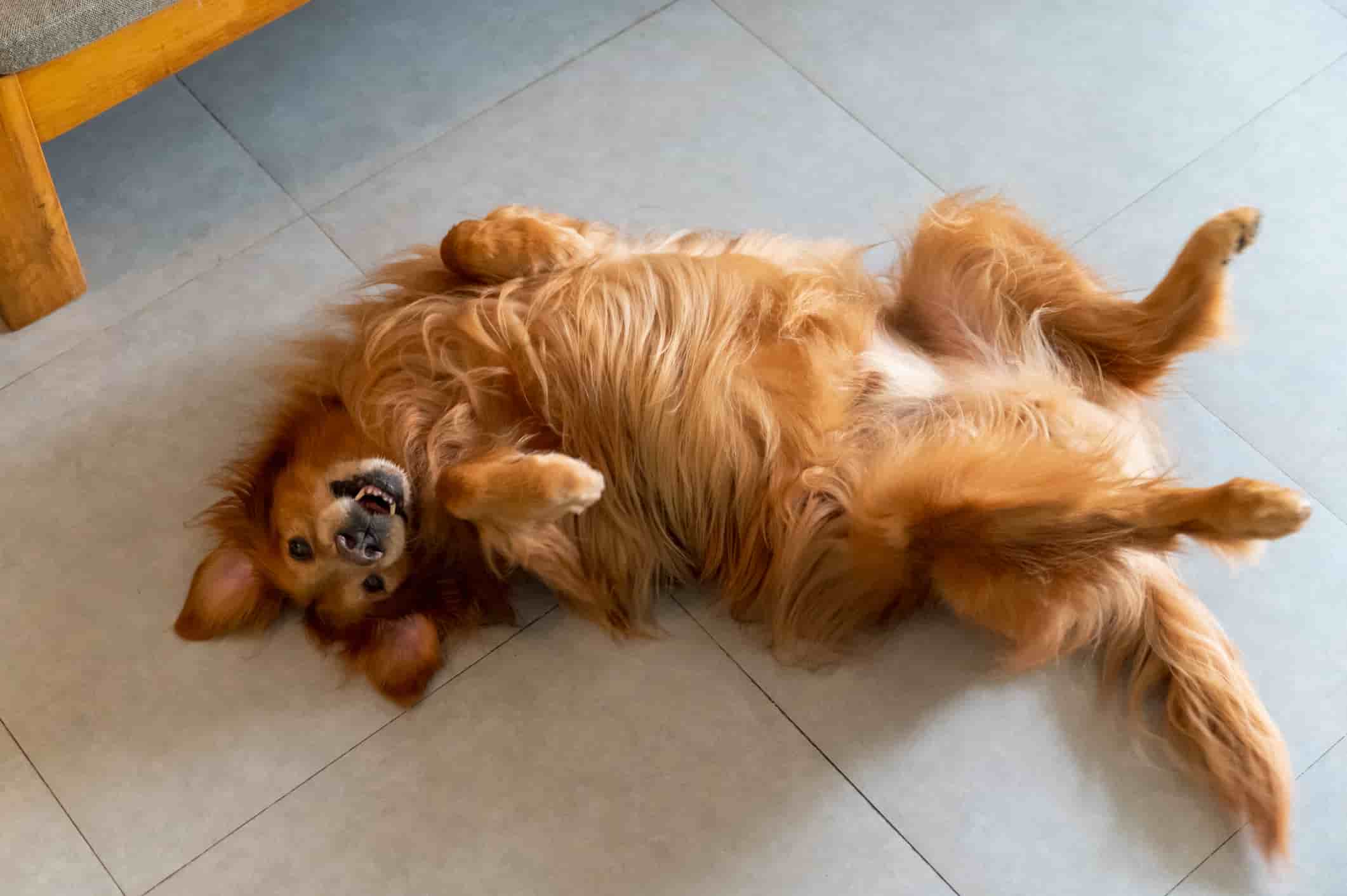 Darmgeräusche Hund