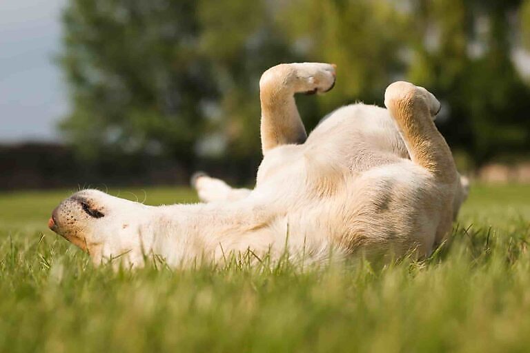 Enterococcus faecium Hund