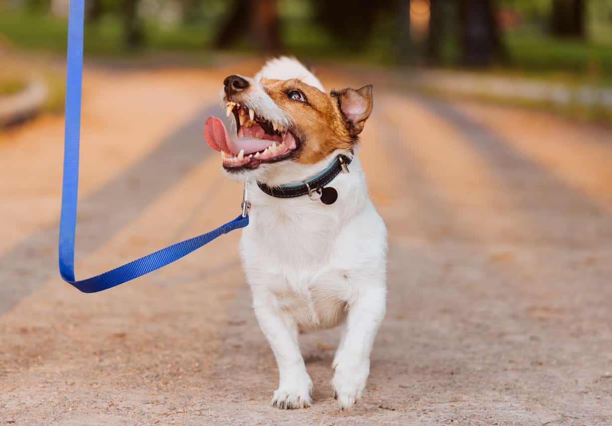 Hund hat Stress beim Gassigehen