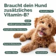Hunde_Vitamin-B-Listing Kopie_Zeichenfläche 1 Kopie 3