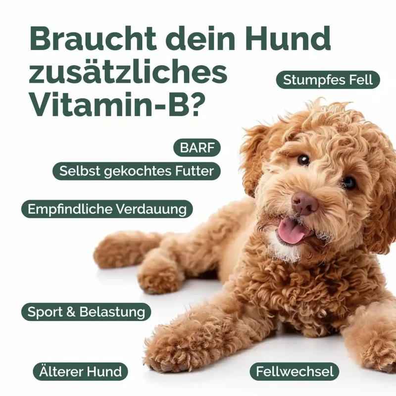 Hunde_Vitamin-B-Listing Kopie_ZeichenflaÌche 1 Kopie 3 Hunde_Vitamin-B-Listing Kopie_ZeichenflaÌche 1 Kopie 3