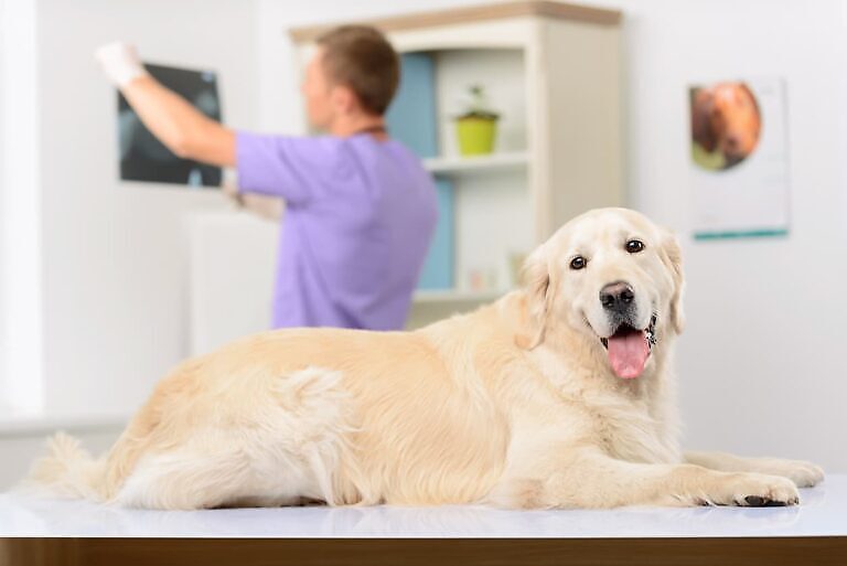 Professionelle Tierarzt untersuchen einen Hund