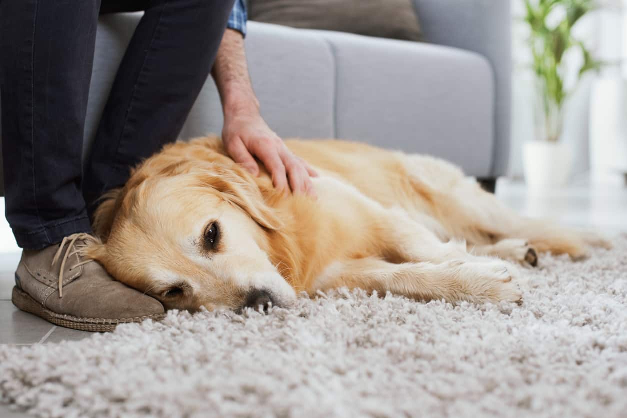 Mann kuschelt mit seinem Hund im Wohnzimmer
