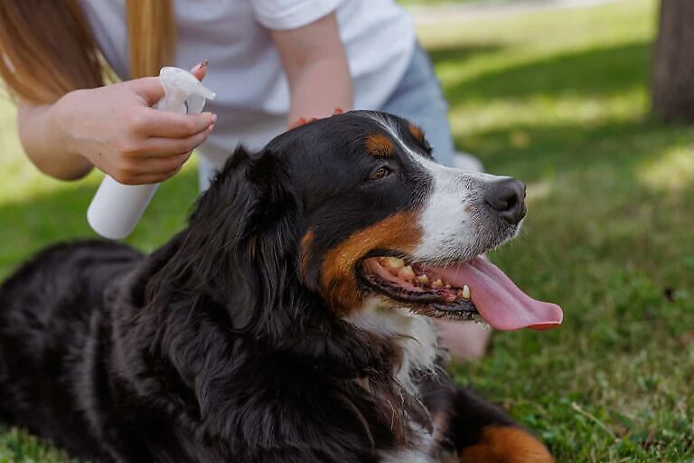 Hund erhält Parasitenbehandlungsspray zur Vorbeugung von Zecken