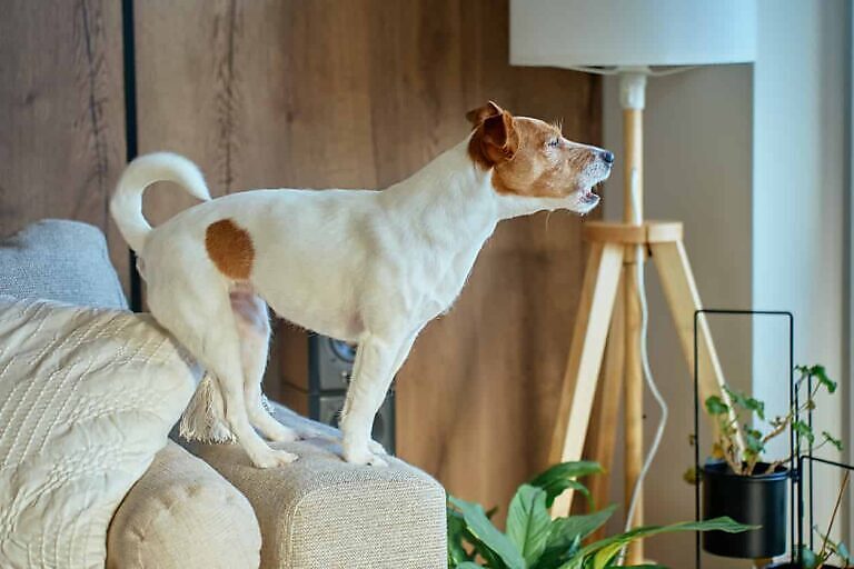 Hund, der aus dem Fenster schaut und bellt