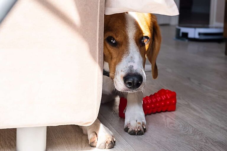 Ressourcenverteidigung beim Hund