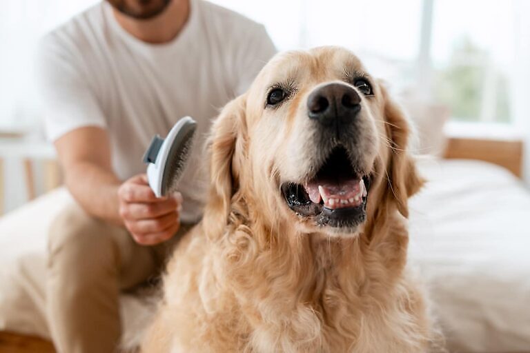 Golden Retriever-Hund wird zu Hause gepflegt.