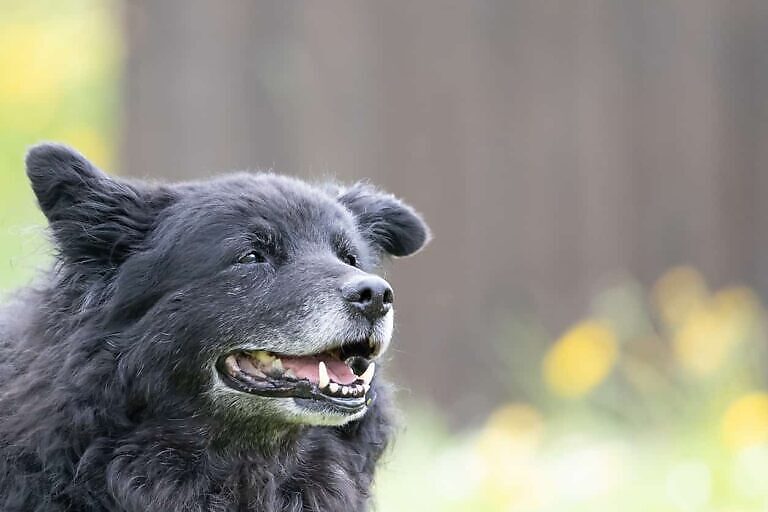 Sehr alter, schwarzer Hund mit weißen Haaren auf der Schnauze.