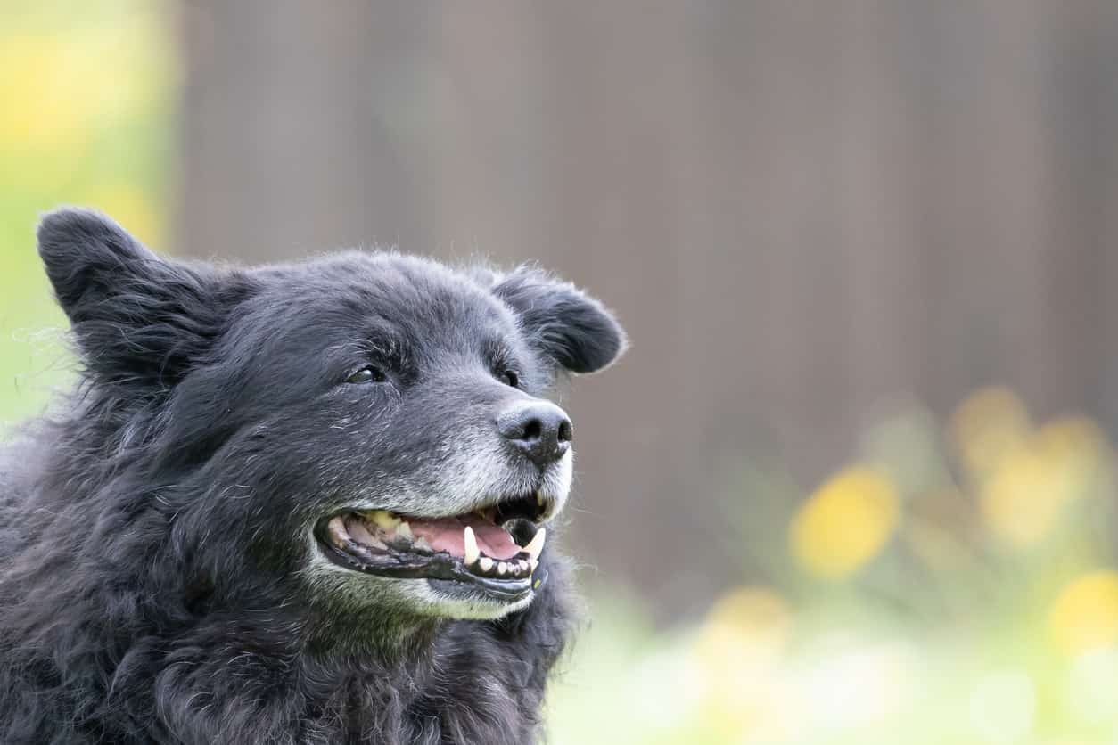Sehr alter, schwarzer Hund mit weißen Haaren auf der Schnauze.